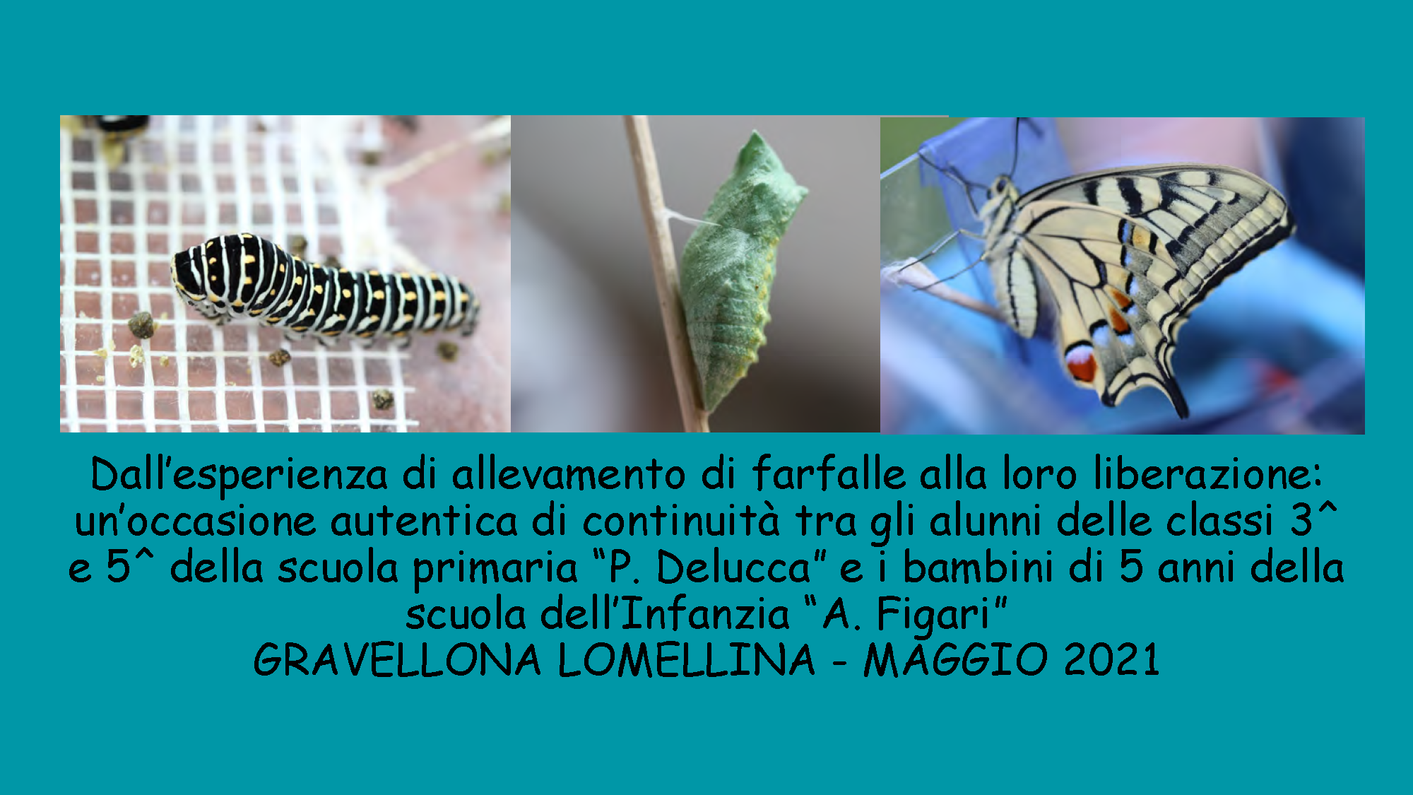 Farfalle per la continuità Pagina 01
